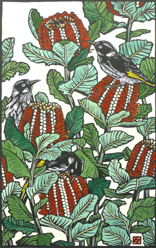 New Holland Honeyeaters on Banksia