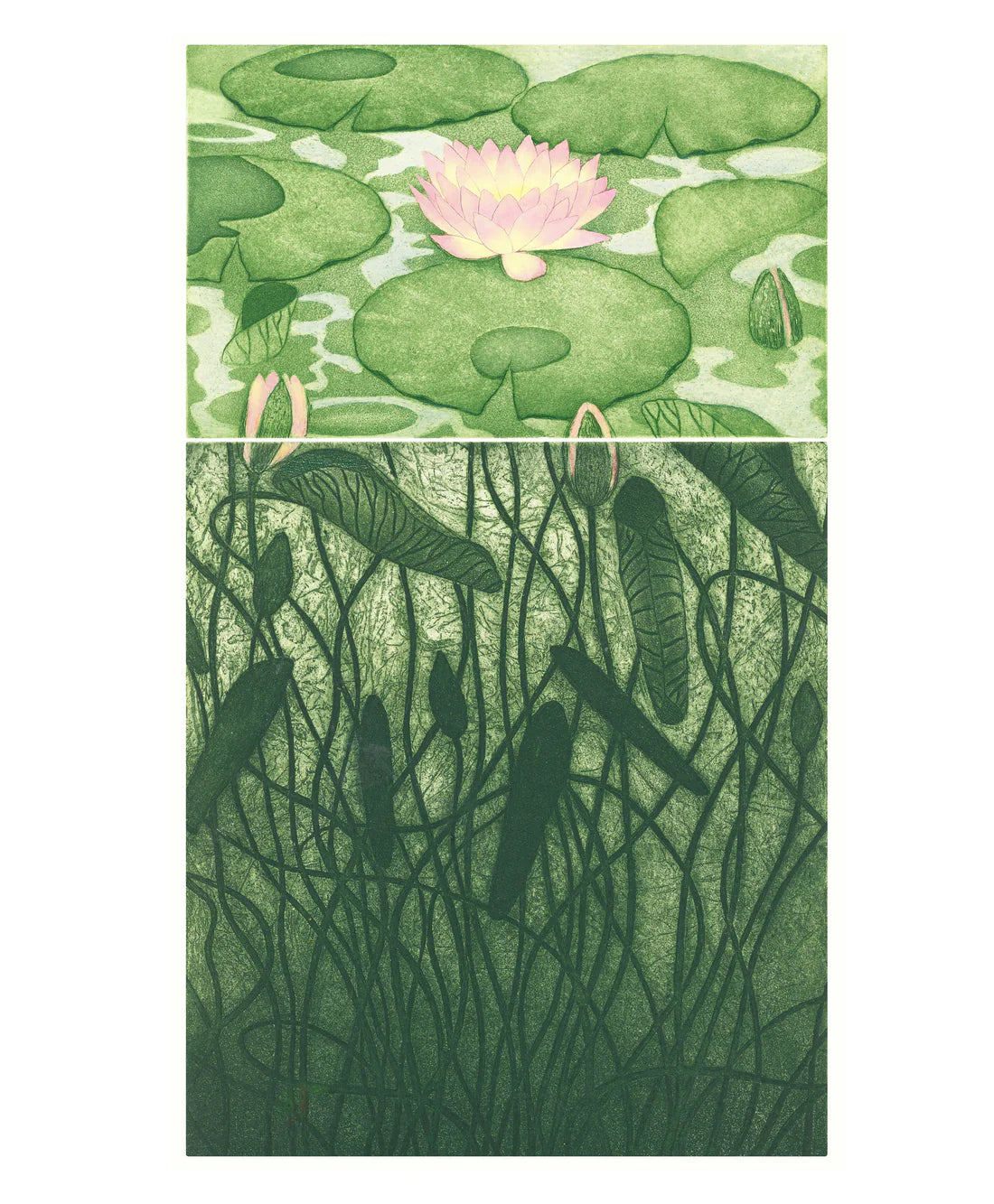 Nymphaea