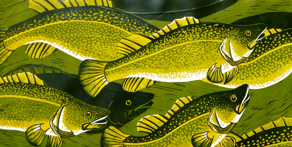 Murray Cod Swimming