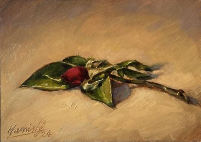 Red Rose, 2024