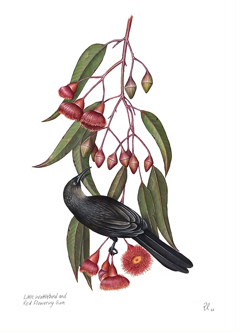 Little Wattlebird and Red Flowering Gum
