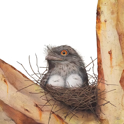 November's Tawny Frogmouths
