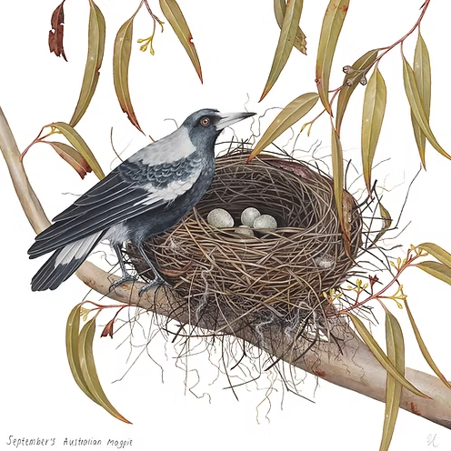September's Australian Magpie