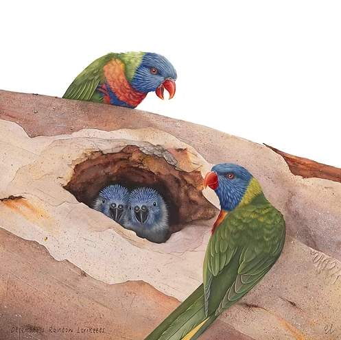 December's Rainbow Lorikeets