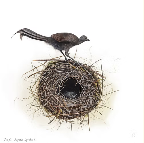 July's Superb Lyrebirds