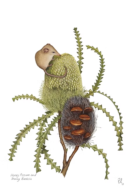 Honey Possum and Showy Banksia