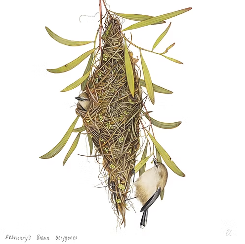 February's Brown Gerygone